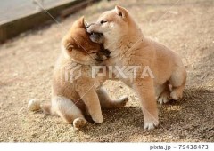 触れられてドキッとする場所は？