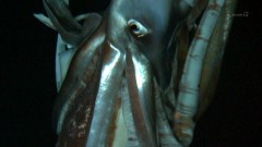 世界初、ダイオウイカ撮影。