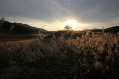 曾爾高原の秋本番