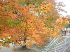 冬になっちゃいましたね