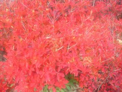 今年２回目の月食を　みんなで　見よう