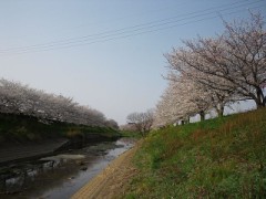 奈良は桜がみごろですよ