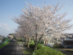 桜つながり
