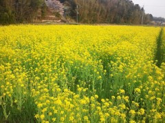 食べるばかりじゃないよ
