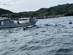 今日はイルカウォッチング