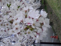 ゴールデンウィーク前半