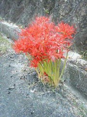 古い写真ですが