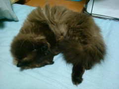 【お題日記】子供の頃の将来の夢は何でしたか？