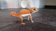 【お題日記】今までの人生の中で一番好きな映画