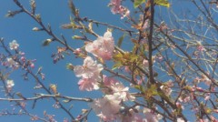 【お題日記】この食べ放題に行きたい！