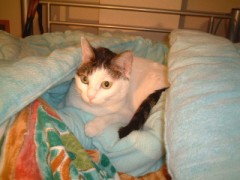 ルームシェア....