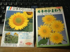 18年前の『ひまわり』！