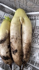 大根です『男性の大根』です！（袋麺の話題はオモテにしますね！） (^_^)