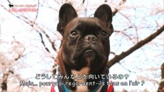 2015年と言えばフランス語（レモン君大活躍！）