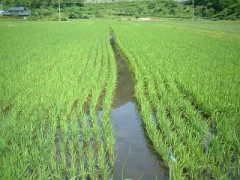 田園風景（2004年の春かしら？）うるち米と餅米の分作