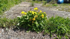 たんぽぽをいただきま～す！