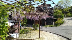 『藤棚』がいい感じの気候です！