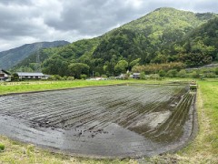 季節の風物詩（田植えが終わりました！）