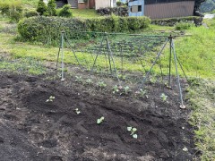 今日は『夏野菜』の植え付け！！