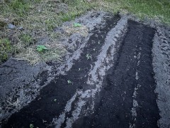 今日は自分の「畑作業」をしました！