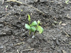 今日は雨が落ちてくる前に！