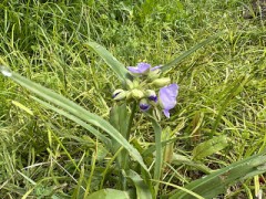 この花の『名前』知らないかな？