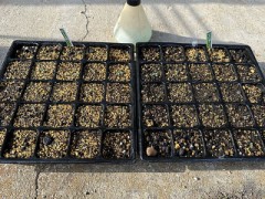 『長い目で観る』ハーブ　特にローズマリー！