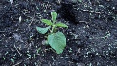 【定点観測】今日の「枝豆」！！