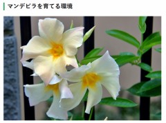 昔育てた『サマードレス』（お花の方です）