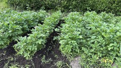 じゃがいもの『お世話』を２日がかりで！