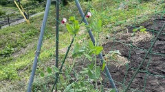 「中国大使館から重要なお知らせです」とな？