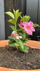 自然の中で生きる（植物・生物の循環）