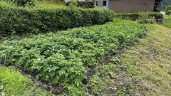 【定点観測】じゃがいもの『今』（ 5/09の続き）