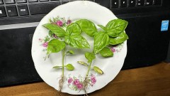 バジルの間引き（雷雨のあとに）