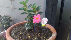 【定点観測】マンデビラ（リオ）ピンク色の花