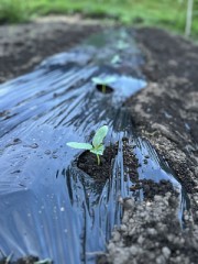 主夫業も板についてきた？（植付け完了）