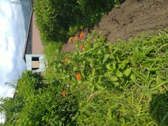 花の通路（成長の元気な百日草）