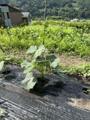 【定点観測】秋どりきゅうり「なる蔵」（種蒔きから一か）