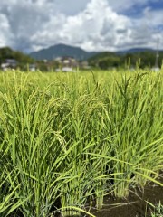 【定点観測】今日の我が家の田んぼの景色