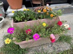 背の低いいろんな花