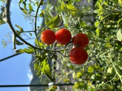 四姉妹それも『完熟』～（お題：バンドやるならどのパート？）