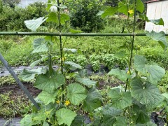【定点観測】秋どりきゅうり『なる蔵』くん