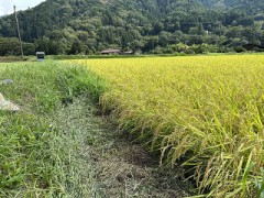 ８月中に『稲刈り』～