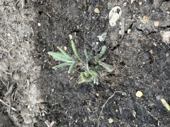 『ロマロン２号』株 （お題： さて誰だろう？ ）