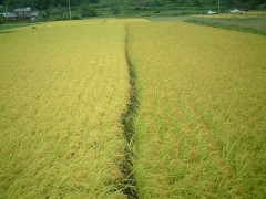 【2004年の画像 稲刈り編】（お題：授業中ムラムラした経験は？）