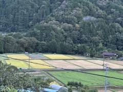 自然乾燥のイネ（お題：強制的にイカされた経験）
