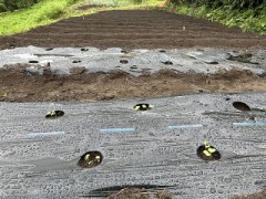 ちょっとだけお湿り