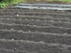 【定点観測】種まきから一週間経過