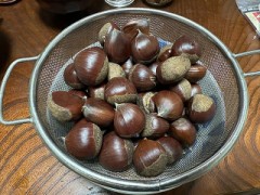 初体験（栗の処理）