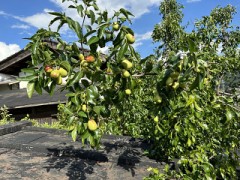 今日はなつめです（お題：地域の治安状況気にしてる？）